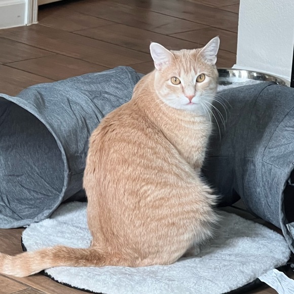 Meet your Posher, Laura - Picture 4 of 8